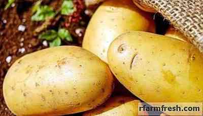 Characteristics of potato varieties Crohn