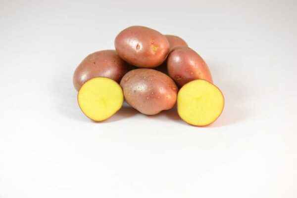 Characteristics of potatoes variety Red Sonya
