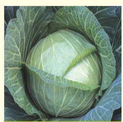 Characteristics of Prestige f1 cabbage