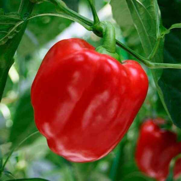 Characteristics of salad pepper varieties Gift of Moldova