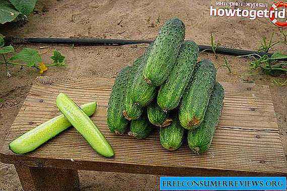 Characteristics of the best varieties of cucumbers for 2021
