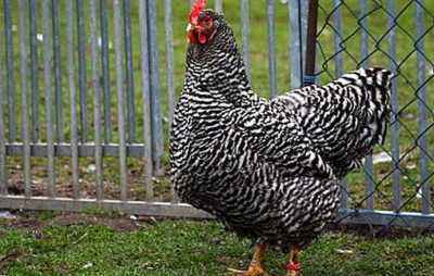 Characteristics of the breed of chickens Amroks
