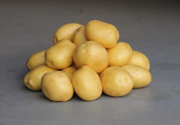 Characteristics of the Leader Potato Variety