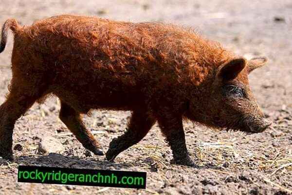 Characteristics of the pig breed Mangal