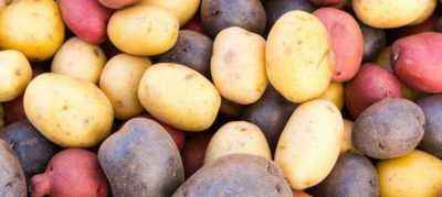 Characteristics of the potato variety Blue