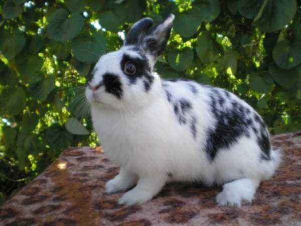 Characteristics of the rabbits of the breed Butterfly