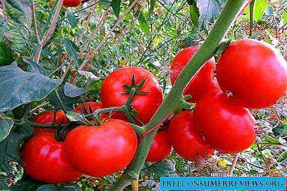 Characteristics of the tomato variety Moscow Lights