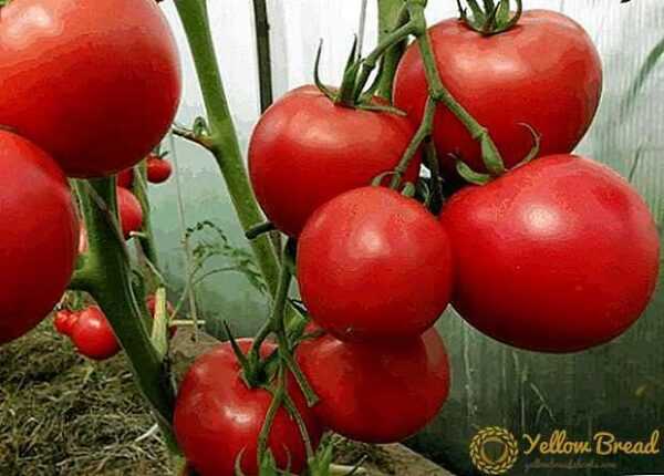 Characteristics of the tomato variety Riddle Nature