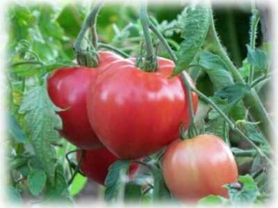 Characteristics of the tomato variety Siberian surprise