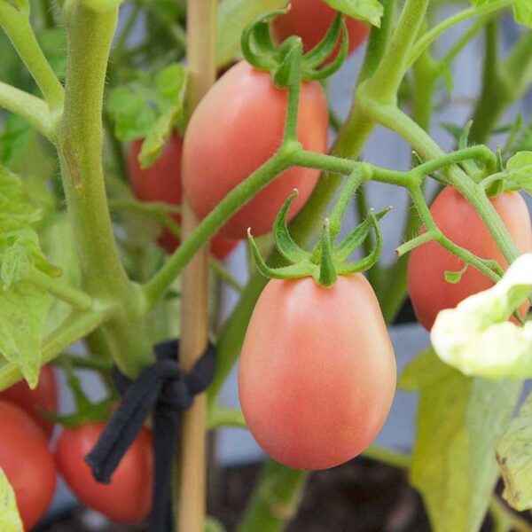 Characteristics of the tomato variety Thais