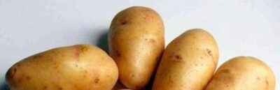 Characteristics of the varieties of potatoes Bullfinch