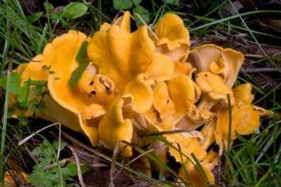 Characteristics of the variety Chanterelle