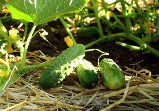 Characteristics of the variety of cucumbers Humpbacked Horse