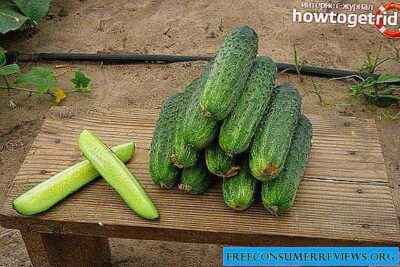 Characteristics of the variety of cucumbers Kroha f1
