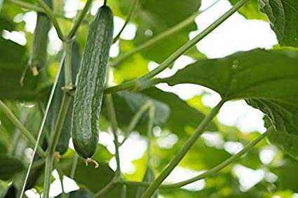 Characteristics of the variety of cucumbers Mamluk f1