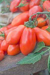 Characteristics of the variety of peppers Big Mama