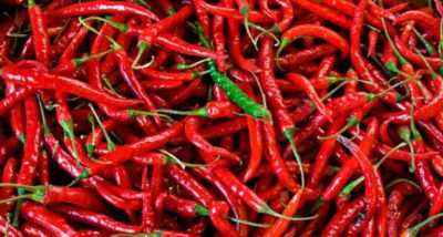 Characteristics of the variety of peppers Fat