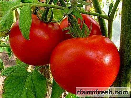Characteristics of tomato major