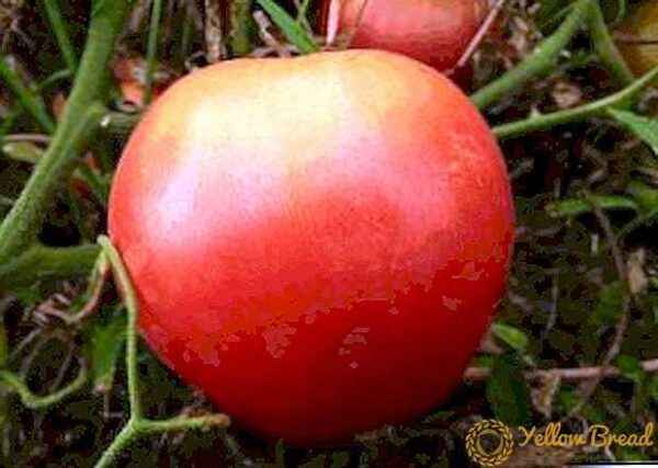 Characteristics of tomato varieties Eagle Heart