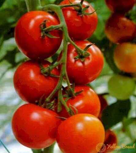 Characteristics of tomato varieties Eupator