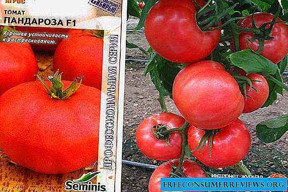 Characteristics of tomato varieties Room Surprise