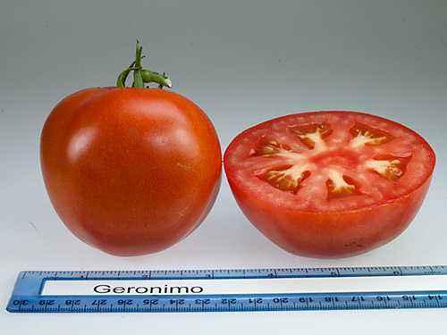 Characteristics of tomato varieties Solerosso F1