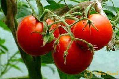 Characteristics of tomato varieties Yamal