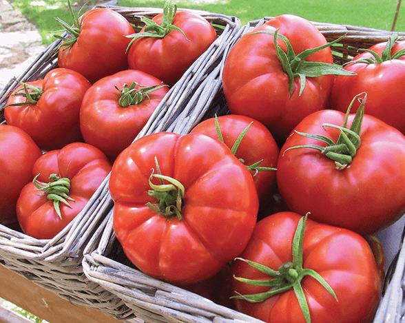 Characteristics of tomato variety Gift