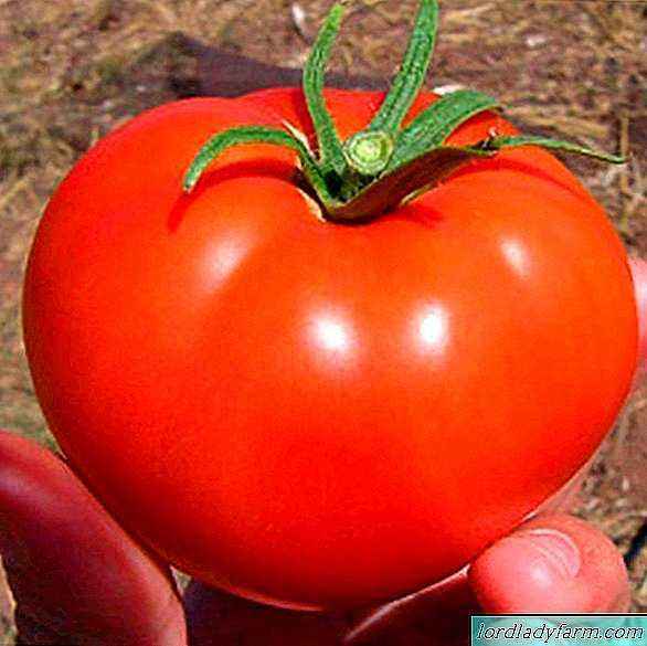 Characteristics of tomato Volgogradsky