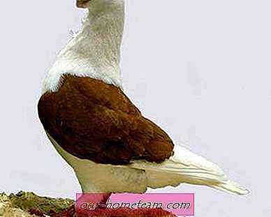 Characteristics of Turman Pigeons