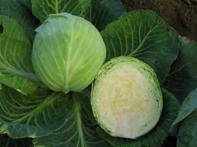 Characteristics of valentine F1 cabbage