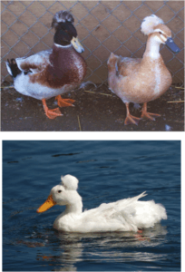 Characterization of crested ducks