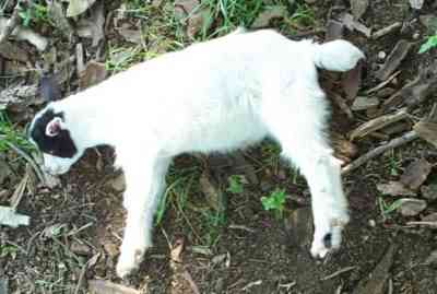 Characterization of fainting goats