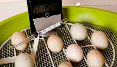 Chicken egg incubator temperature range