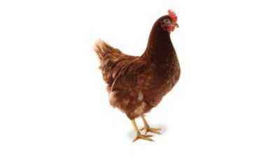 Chickens Brown Nick breed
