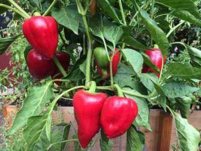 Choose pepper varieties for the Leningrad region