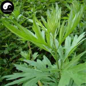 Collection of blooming wormwood for treatment and bath