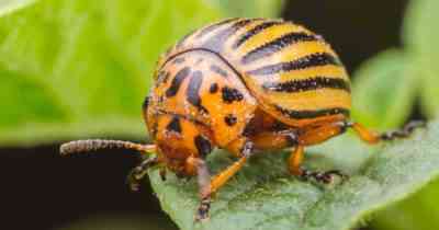 Colorado potato beetle insecticide
