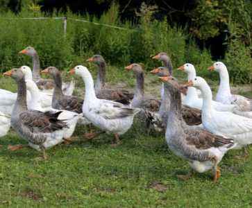 Common goose breeds