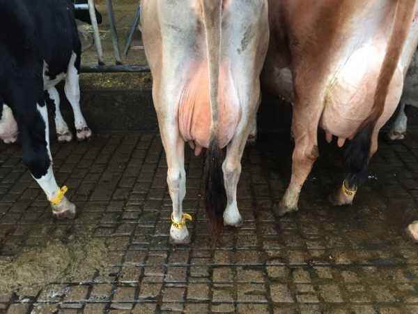 Correct and effective treatment of mastitis in a cow