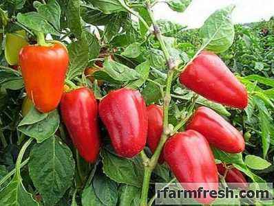 Crop varieties of Siberian selection peppers