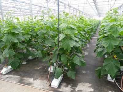 Cucumber pruning schemes in a greenhouse
