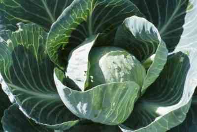 Dates of planting cabbage according to the lunar calendar