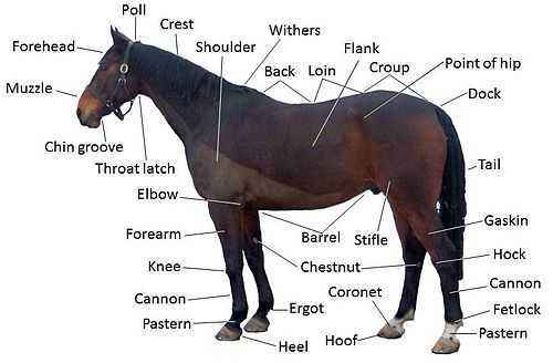 Description and characteristics of the mare
