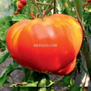 Description and characteristics of tomatoes Heavyweight Siberia