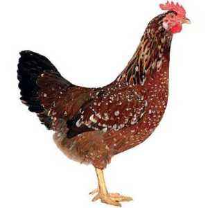 Description and characteristics of Tricolor chickens