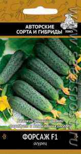 Description cucumbers varieties Shchedryk f1