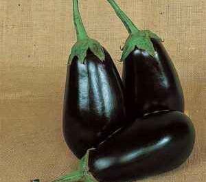 Description eggplant varieties Epic