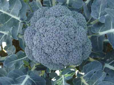 Description of cabbage broccoli Marathon f1