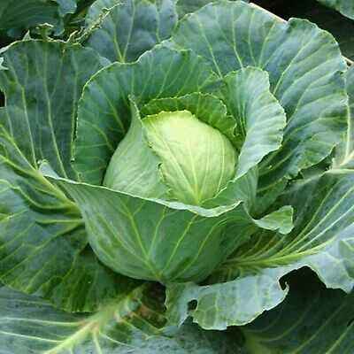 Description of cabbage crumont